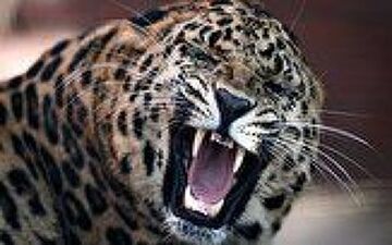 ویدیویی حیرت آور از دریده شدن سگ نگهبان توسط پلنگ