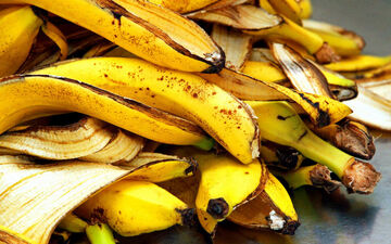 پوست موز، طلایی که دور می اندازید!