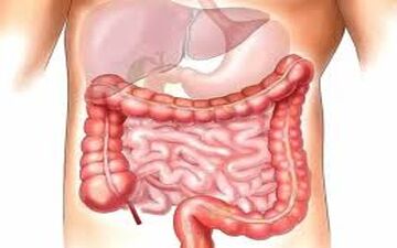بهترین گیاه دارویی برای سلامت روده
