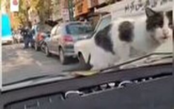 ویدئوی راز بقایی که سند موبایل قاپی شد! 