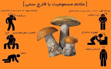 هر آنچه که باید درمورد قارچ های سمی بدانید