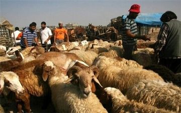 توقیف سه فروند شناور حامل دام زنده قاچاق در آب‌های خلیج فارس 