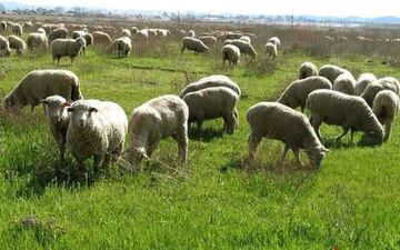 قیمت گوشت سربالایی می‌رود