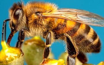 طراحی زنبورهای کنترل‌شونده برای انجام عملیات سری در چین